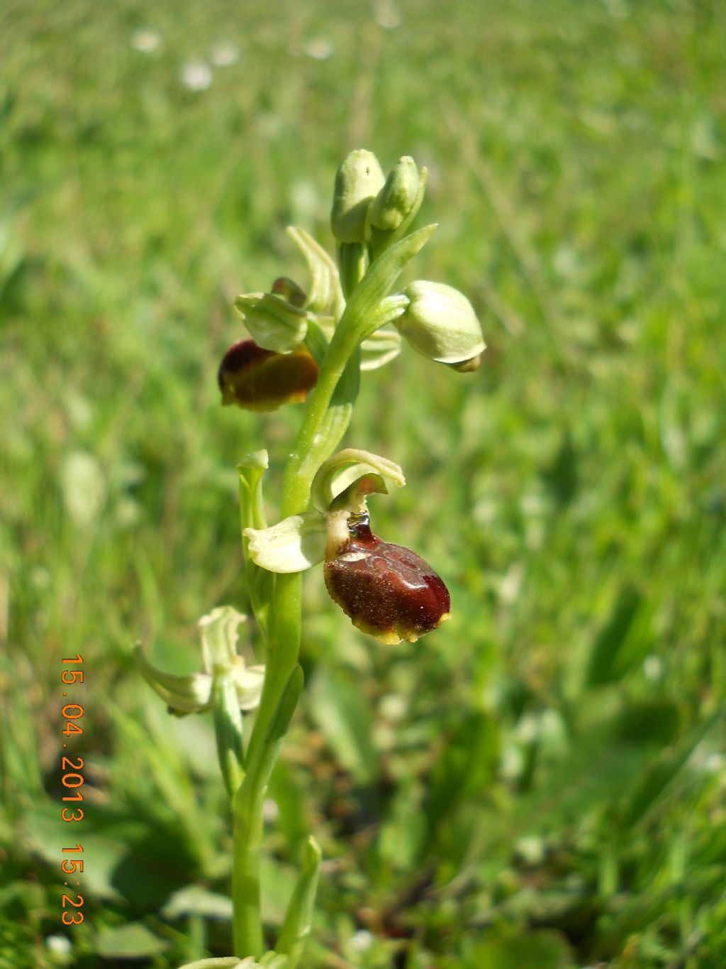 Ophrys da determinare ??